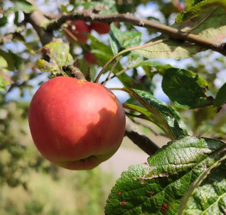 Professionelle Obstbaumpflege vom Hof Grünsnück