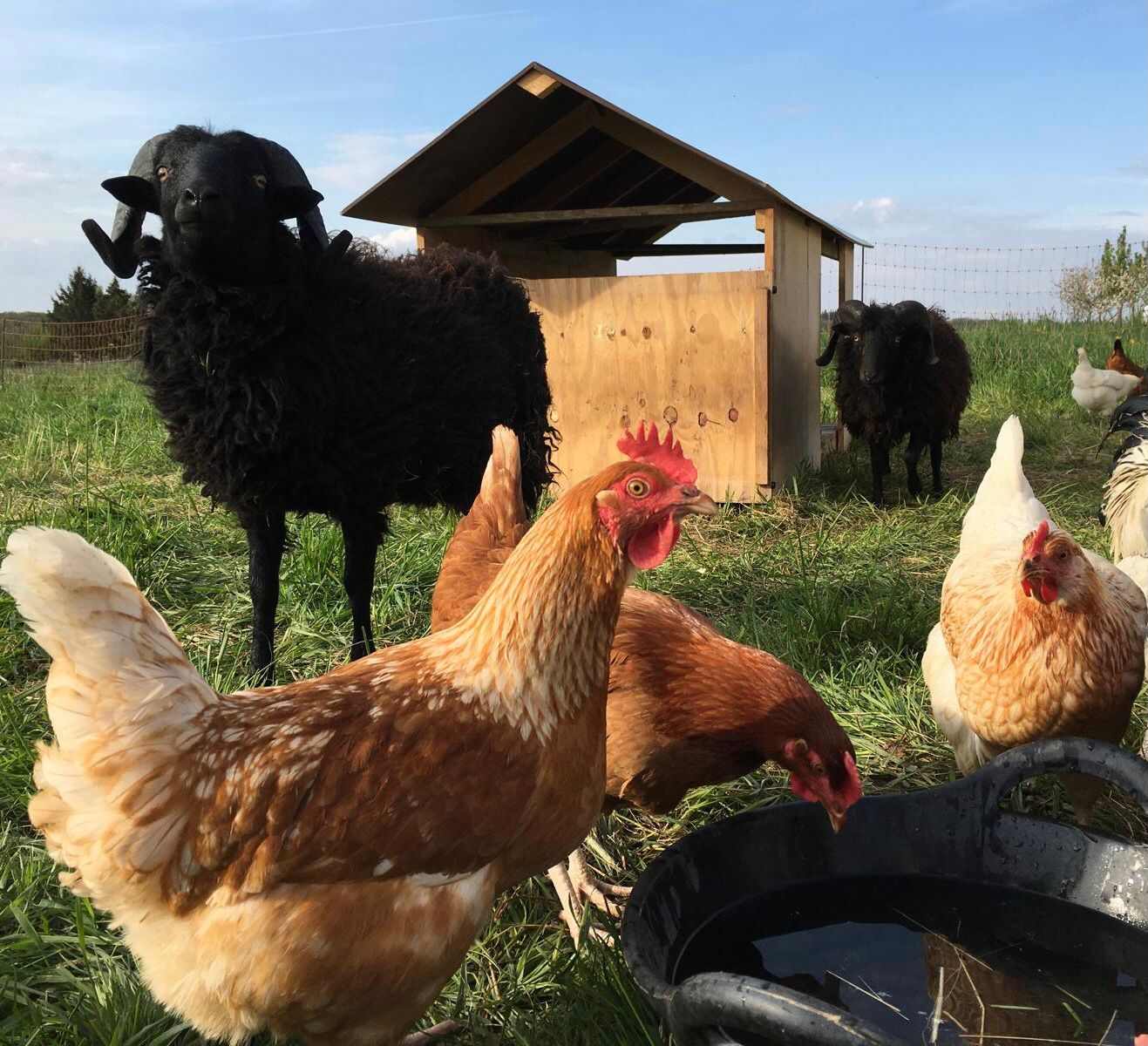 Hühner auf der Wiese vom Hof Grünsnück